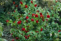 Camellia (Camellia Japonica 'Black Lace') 13 Camellia (Camellia Japonica 'Black Lace') -Garden Plants Series Store camellia ret. black lace 1