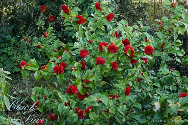 Camellia (Camellia Japonica 'Black Lace') 5 Camellia (Camellia Japonica 'Black Lace') - Image 3