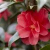 Camelia (Camellia Reticulata 'Mary Williams') -Garden Plants Series Store camellia reticulata mary williams 1