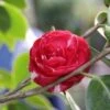 Camelia (Camellia, Rood) -Garden Plants Series Store camellia rood 1