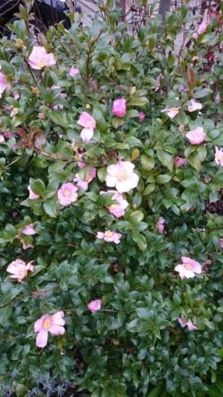 Camelia Als Bonsai (Camellia Sasanqua) -Garden Plants Series Store camellia sasangua 4 2