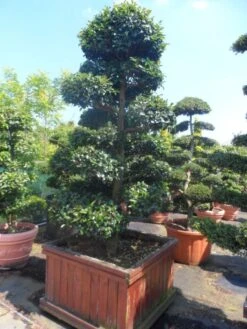 Camelia Als Bonsai (Camellia Sasanqua) -Garden Plants Series Store camellia sasanqua bonsai 200 225 houten bak 1