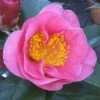 Camelia Als Leivorm (Camellia Japonica 'California') -Garden Plants Series Store camelliacalifornia