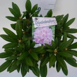 Dwergrhododendron (Rhododendron 'Caroline Allbrook') -Garden Plants Series Store car. allbrook c4 boven