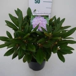 Dwergrhododendron (Rhododendron 'Caroline Allbrook') -Garden Plants Series Store car. allbrook c4 zij