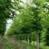 Grote Haagbeuk (Carpinus Betulus) -Garden Plants Series Store carpinus betulus s 18 20 1