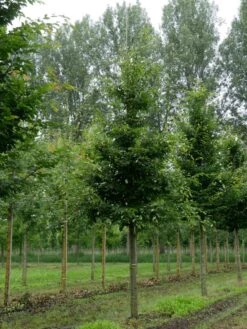 Grote Haagbeuk (Carpinus Betulus) -Garden Plants Series Store carpinus betulus s 20 25 1