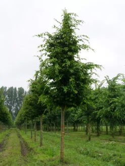Haagbeuk Als Boom (Carpinus Betulus) 7 Haagbeuk Als Boom (Carpinus Betulus) -Garden Plants Series Store carpinus betulus s 25 30 1