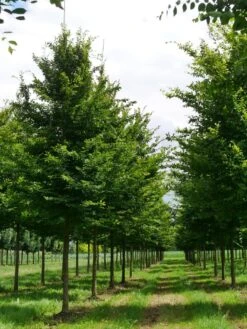 Grote Haagbeuk (Carpinus Betulus) -Garden Plants Series Store carpinus betulus s 30 35 1