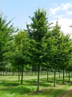 Grote Haagbeuk (Carpinus Betulus) -Garden Plants Series Store carpinus betulus s 35 40 1