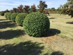 Haagbeuk Als Bolvorm (Carpinus Betulus) -Garden Plants Series Store carpinus betulus 140 cm breed bol drkl 1