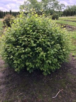 Haagbeuk Als Bolvorm (Carpinus Betulus) -Garden Plants Series Store carpinus betulus 140 cm breed bol drkl 2