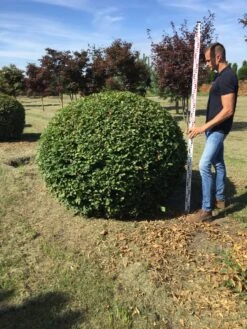 Haagbeuk Als Bolvorm (Carpinus Betulus) -Garden Plants Series Store carpinus betulus 140 cm breed bol drkl 3