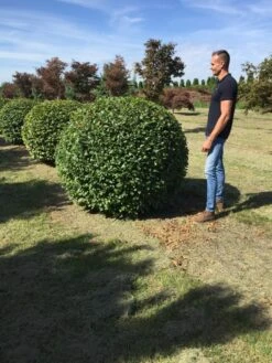 Haagbeuk Als Bolvorm (Carpinus Betulus) -Garden Plants Series Store carpinus betulus 160 cm breed bol drkl 3