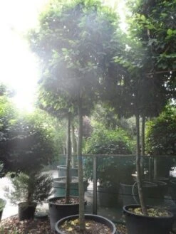 Haagbeuk In Kubusvorm (Carpinus Betulus) -Garden Plants Series Store carpinus betulus 20 25ho c240 kubus 1