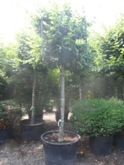 Haagbeuk In Kubusvorm (Carpinus Betulus) -Garden Plants Series Store carpinus betulus 25 30ho c240 kubus 1