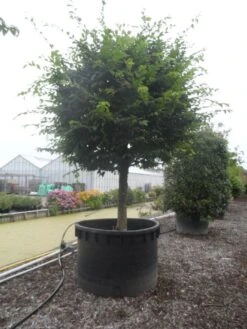 Haagbeuk Als Bolboom (Carpinus Betulus) -Garden Plants Series Store carpinus betulus 40 45ha c1000 bol