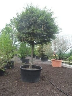 Haagbeuk Als Bolboom (Carpinus Betulus) -Garden Plants Series Store carpinus betulus 40 45ho c1000 bol 1