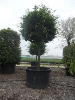 Haagbeuk Als Bolboom (Carpinus Betulus) -Garden Plants Series Store carpinus betulus 40 45ho c1000 bol 2 1