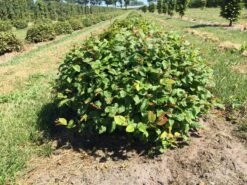 Haagbeuk Als Bolvorm (Carpinus Betulus) -Garden Plants Series Store carpinus betulus 60 cm breed bol drkl 1