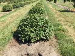 Haagbeuk Als Bolvorm (Carpinus Betulus) -Garden Plants Series Store carpinus betulus 60 cm breed bol drkl 2