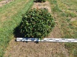 Haagbeuk Als Bolvorm (Carpinus Betulus) -Garden Plants Series Store carpinus betulus 70 cm breed bol drkl 3