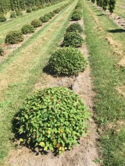 Haagbeuk Als Bolvorm (Carpinus Betulus) -Garden Plants Series Store carpinus betulus 80 cm breed bol drkl 1