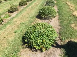 Haagbeuk Als Bolvorm (Carpinus Betulus) -Garden Plants Series Store carpinus betulus 80 cm breed bol drkl 3