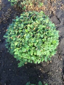 Haagbeuk Als Bolvorm (Carpinus Betulus) -Garden Plants Series Store carpinus betulus 90 cm breed bol drkl 1