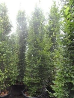 Zuilhaagbeuk (Carpinus Betulus 'Frans Fontaine') -Garden Plants Series Store carpinus betulus fastigiata 300 350 c70 1