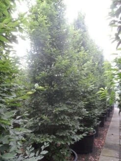Zuilhaagbeuk (Carpinus Betulus 'Frans Fontaine') -Garden Plants Series Store carpinus betulus fastigiata 350 400 500 c240 2
