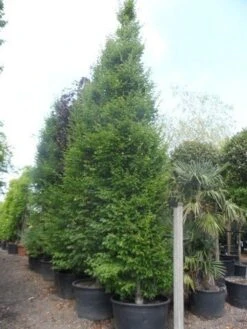 Zuilhaagbeuk (Carpinus Betulus 'Frans Fontaine') -Garden Plants Series Store carpinus betulus fastigiata 450 500 600 c285 1