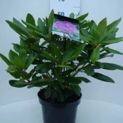 Rhododendron (Rhododendron Catawbiense 'Boursault') -Garden Plants Series Store cat. boursalt c5 voor
