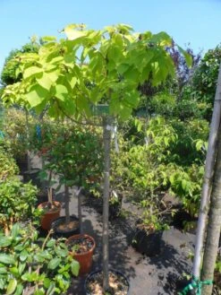 Gele Trompetboom (Catalpa Bignonioides 'Aurea') -Garden Plants Series Store catalpa bignonioides aurea halfstam c20