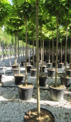 Bolcatalpa (Catalpa Bignonioides 'Nana') -Garden Plants Series Store catalpa bignonioides nana 10 12