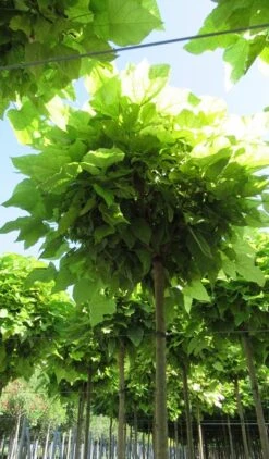 Bolcatalpa (Catalpa Bignonioides 'Nana') -Garden Plants Series Store catalpa bignonioides nana 5