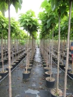 Bolcatalpa (Catalpa Bignonioides 'Nana') -Garden Plants Series Store catalpa bignonioides nana 6 8