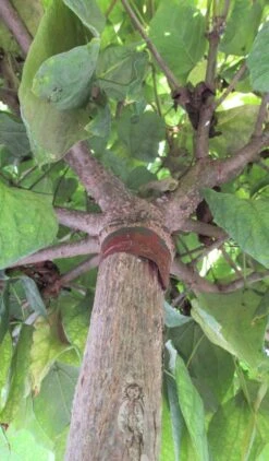 Bolcatalpa (Catalpa Bignonioides 'Nana') -Garden Plants Series Store catalpa bignonioides nana 6