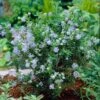 Amerikaanse Sering (Ceanothus 'Puget Blue') -Garden Plants Series Store ceanothus impressus puget blue 1 3