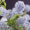 Amerikaanse Sering (Ceanothus Thyrsiflorus 'Repens') 1 Amerikaanse Sering (Ceanothus Thyrsiflorus 'Repens') -Garden Plants Series Store ceanothus thyrsiflorus var. repens 2