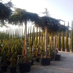 Ceder Als Dakboom (Cedrus Deodara 'Pendula') -Garden Plants Series Store cedrus deodara dak 2