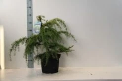 Ceder (Cedrus Deodara 'Golden Horizon') -Garden Plants Series Store cedrus deodara golden horizon 40 50 cm c7.5