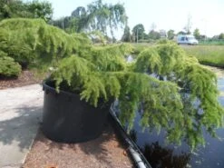 Ceder (Cedrus Deodara 'Golden Horizon') -Garden Plants Series Store cedrus deodara golden horizon c1000 solitair