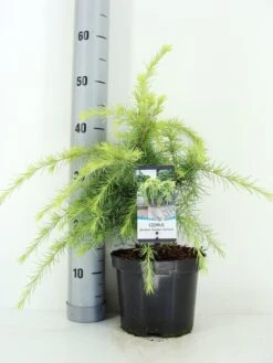 Ceder (Cedrus Deodara 'Golden Horizon') -Garden Plants Series Store cedrus deodara golden horizon c3 m