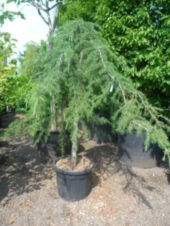 Treurceder (Cedrus Deodara 'Pendula') -Garden Plants Series Store cedrus deodara pendula 20 25ho c110 1