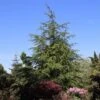 Libanonceder (Cedrus Libani)