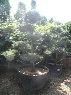 Libanonceder Als Bonsai (Cedrus Libani) -Garden Plants Series Store cedrus libani bonsai 180 200 c500