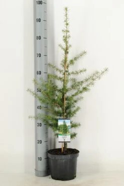 Libanonceder (Cedrus Libani) -Garden Plants Series Store cedrus libani c3 m 1