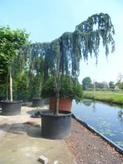 Treurceder Als Boom (Cedrus Libani 'Glauca Pendula') -Garden Plants Series Store cedrus libani glauca pendula 35 40ho c1000 1