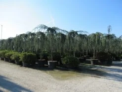 Treurceder Als Boom (Cedrus Libani 'Glauca Pendula') -Garden Plants Series Store cedrus libani glauca pendula 4